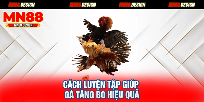 Cách luyện tập giúp gà tăng bo hiệu quả