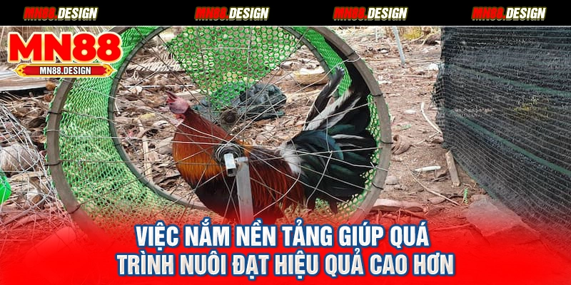 Việc nắm nền tảng giúp quá trình nuôi đạt hiệu quả cao hơn