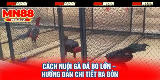 Cách Nuôi Gà Đá Bo Lớn – Hướng Dẫn Chi Tiết Ra Đòn