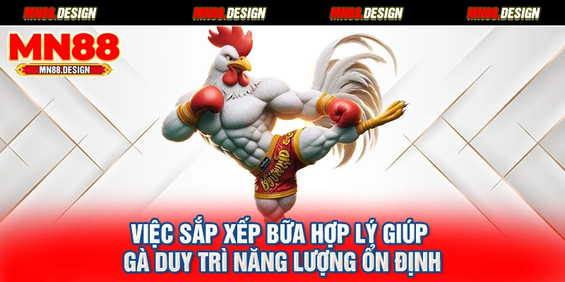 Việc sắp xếp bữa hợp lý giúp gà duy trì năng lượng ổn định