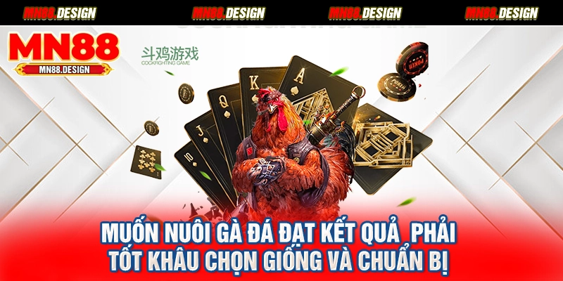 Muốn nuôi gà đá đạt kết quả  phải tốt khâu chọn giống và chuẩn bị