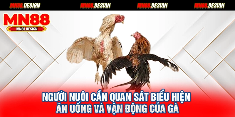 Người nuôi cần quan sát biểu hiện ăn uống và vận động của gà