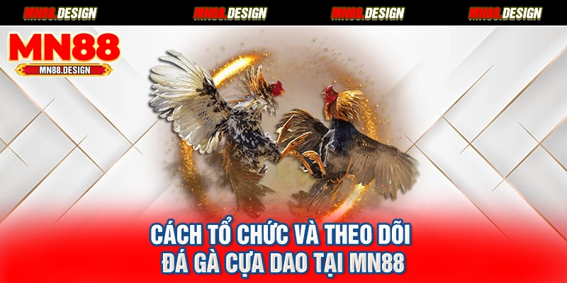 Cách tổ chức và theo dõi đá gà cựa dao tại MN88